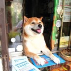 최희선